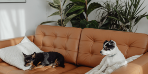 Área verde para cachorro