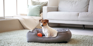 Cantinho para pet em apartamento