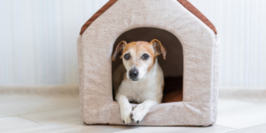 Casinhas para cachorro