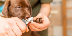 Cortar Unhas do Cachorro Pequeno