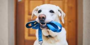 Passeios rápidos para cães