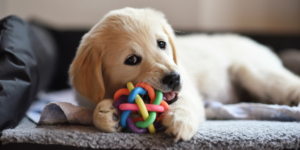 Produtos para cães pequenos