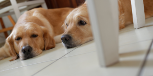 ansiedade em cachorros