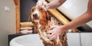 banho em casa para cachorro