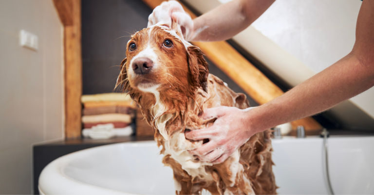 banho em casa para cachorro