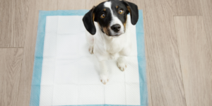 espaço de higiene para cachorro