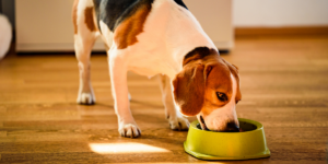 organização pet em apartamento