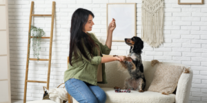 treino para cães em apartamento