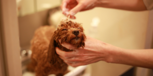 truques de banho em cães pequenos