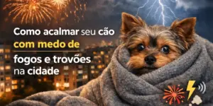 Cão pequeno no cobertor com fogos e trovões ao fundo