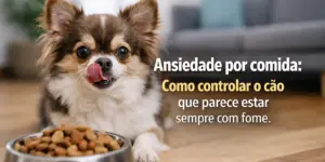 Chihuahua fofo ao lado de tigela cheia de ração