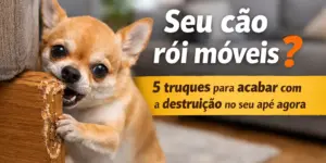 Chihuahua destrói móvel na sala, dicas para evitar danos