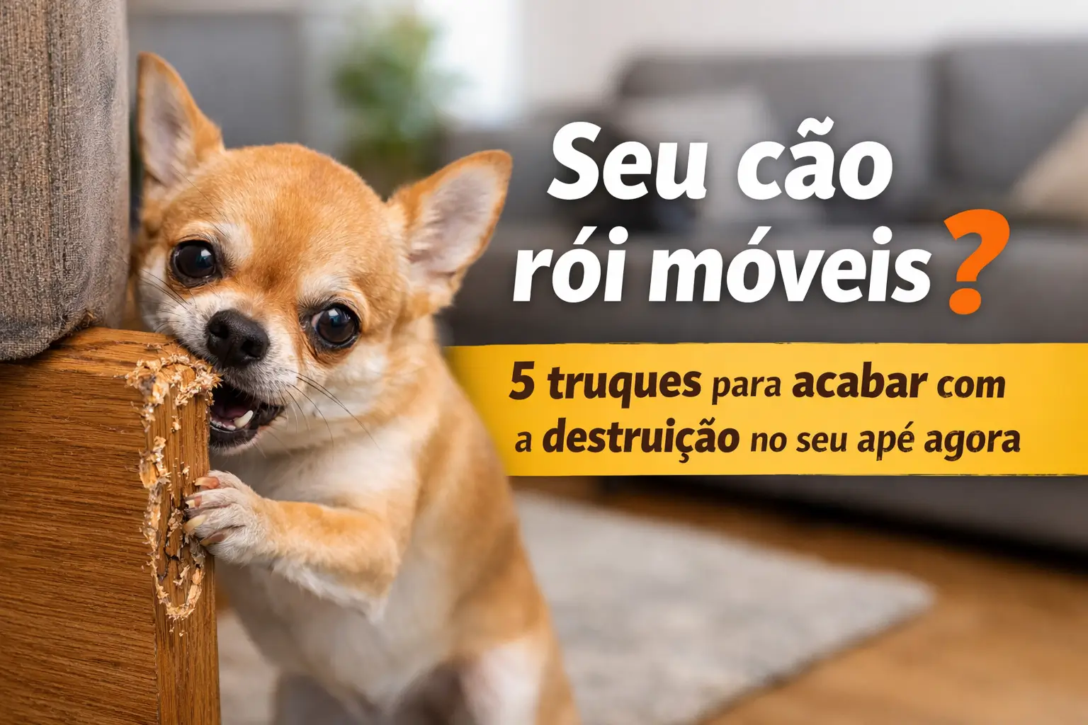 Chihuahua destrói móvel na sala, dicas para evitar danos