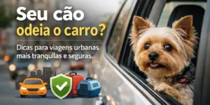 Cachorro Yorkshire Terrier em carro urbano, viagem segura