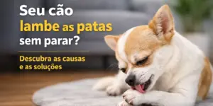 Cachorro lambendo a pata em um tapete macio, sofá ao fundo