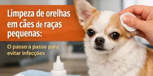 Limpeza de orelhas de Chihuahua com solução e algodão
