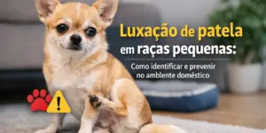Chihuahua brincando em casa com atenção à luxação patelar