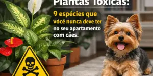 Cachorro Yorkshire e plantas tóxicas para cães em apartamento