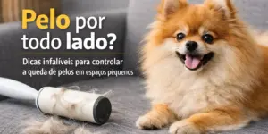 Pomeranian fofo no sofá cinza com removedor de pelos