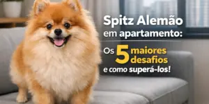Spitz Alemão feliz sentado em um sofá no apartamento
