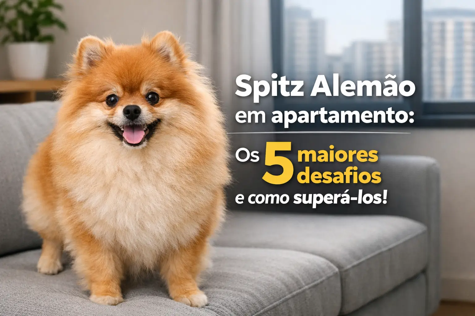 Spitz Alemão feliz sentado em um sofá no apartamento