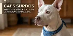 Cão branco com bandana azul em ambiente interno, Cães Surdos
