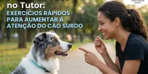 Mulher e cão surdo em treino de foco no parque